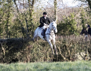 16.3hh Seasoned Hunter