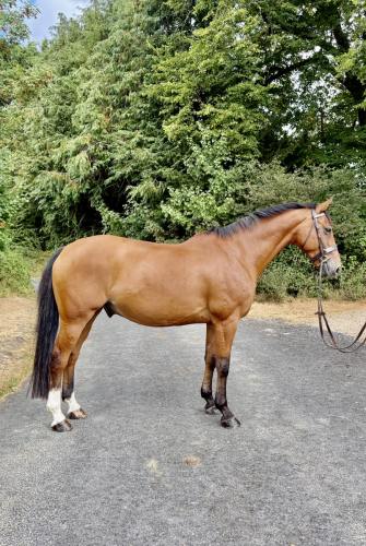 Fun Hunter/ShowJumper/Allrounder