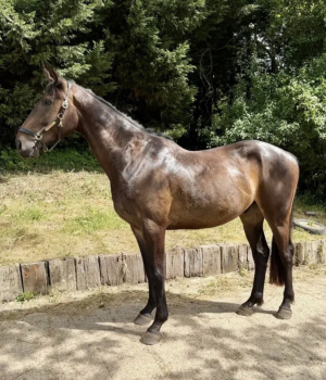Quality Sport Horse Prospect