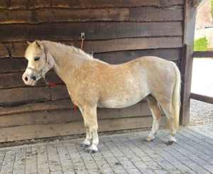 Child Dream 11.3 10yr old Welsh A