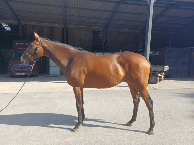 Beautiful ROR/All rounder