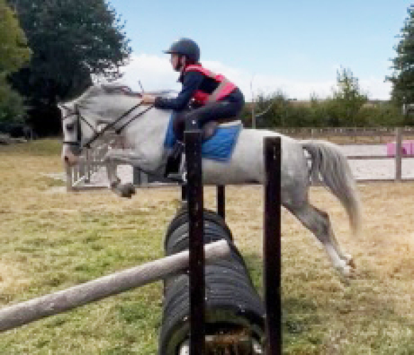 Registered Welsh Section B Mare
