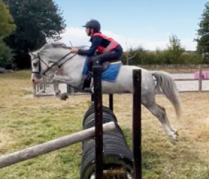 Registered Welsh Section B Mare