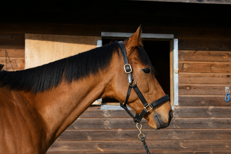Quality 15.2hh gelding event/ hunt prospect
