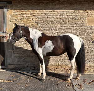 Beautiful 14hh 11yo Mare – Much-Loved Pony Looking for Her New Home 