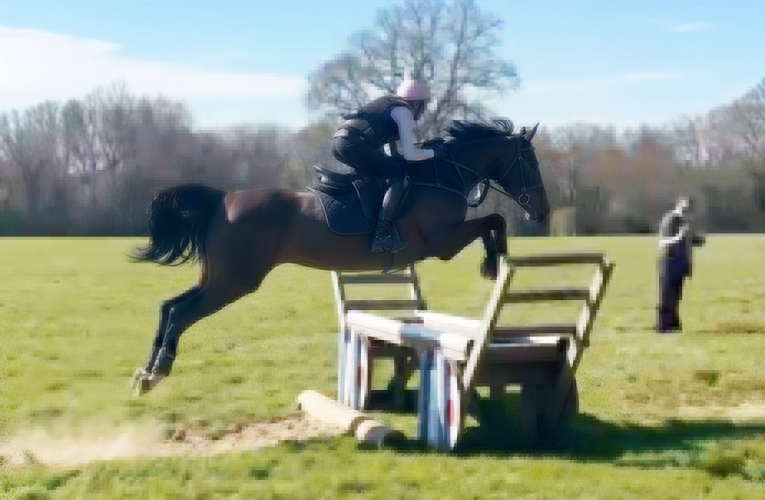 15.3 hunting/hacking/team chasing mare