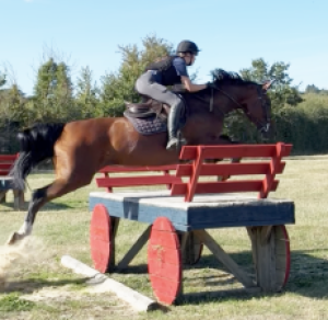 15.3 hunting/hacking/team chasing mare 