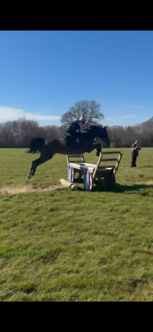 16hh hunting/hacking/team chasing mare 