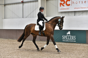 Eye Catching Chocolate Dun Gelding