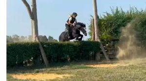 Every mother’s dream pony ! 