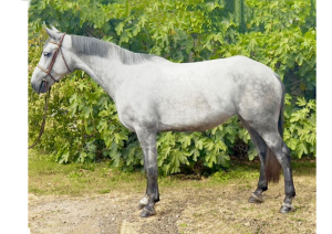 FANTASTIC GENUINE ALLROUNDER/ RIDING CLUB / EVENTER