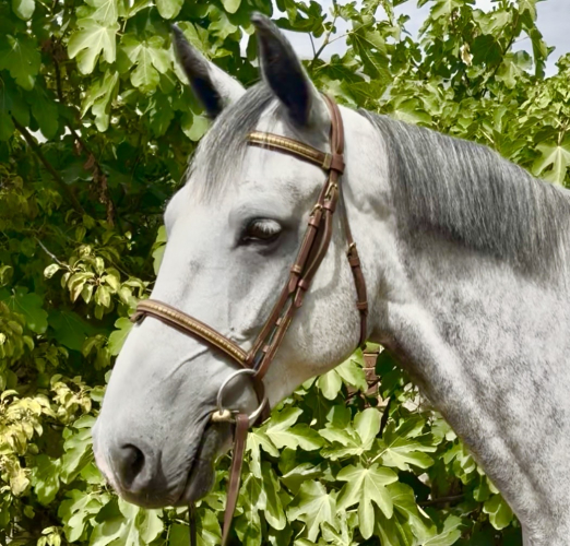FANTASTIC GENUINE ALLROUNDER/ RIDING CLUB / EVENTER