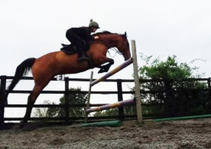 Thatbeatsbanagher exracehorse