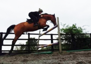 Thatbeatsbanagher exracehorse 
