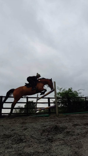 Thatbeatsbanagher exracehorse 