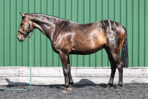 Young horse with a big future ahead