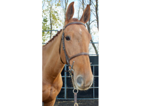 BE Aragon - Exceptional Young Prospect Golden Hawk x For Pleasure