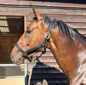 Lovely 5yo trakehner x hanoverian mare
