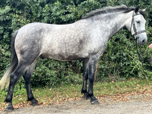 Potential Sports Pony