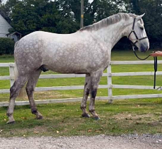 16.3 5yr Grey Reg ID gelding