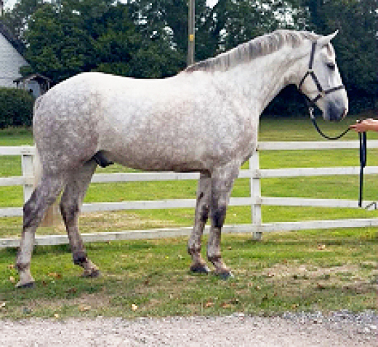 16.3 5yr Grey Reg ID gelding