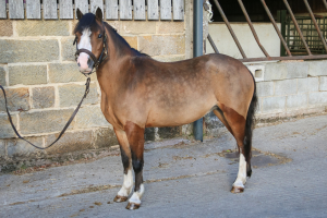 Superstar second pony 