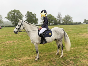 10yo 15hh Connemara Gelding.
