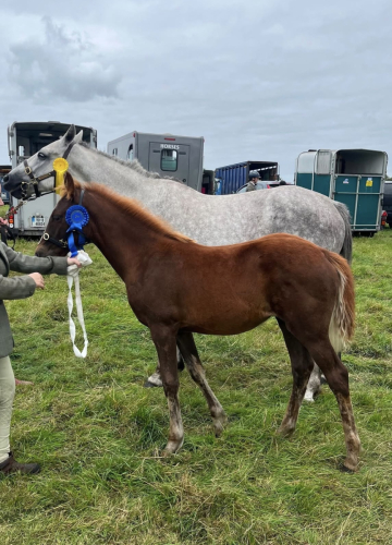 Irish Sport Horse filly