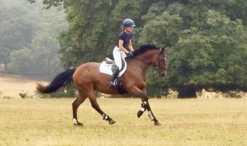 Quality Irish mare