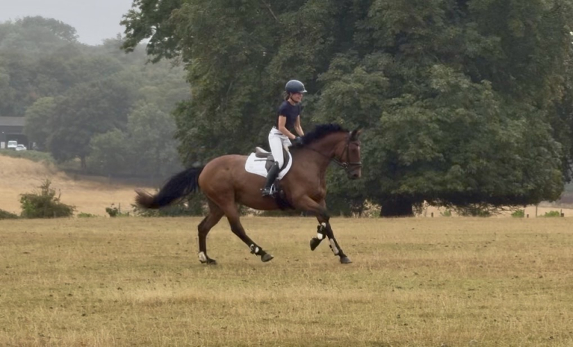 Quality Irish mare