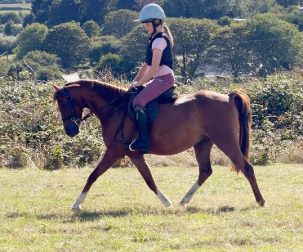 Quality 127cm Show Pony