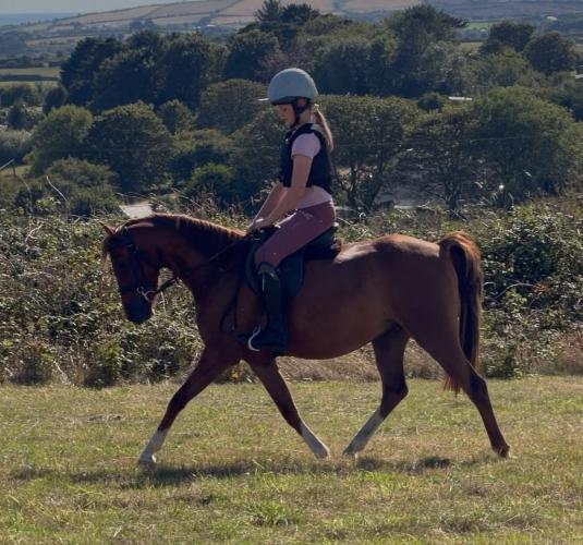 Quality 127cm Show Pony