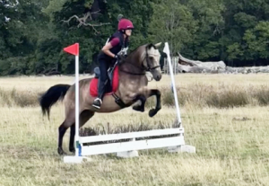 🌟Beautiful 14.1hh 8yo Class 1 Connemara Mare 🌟