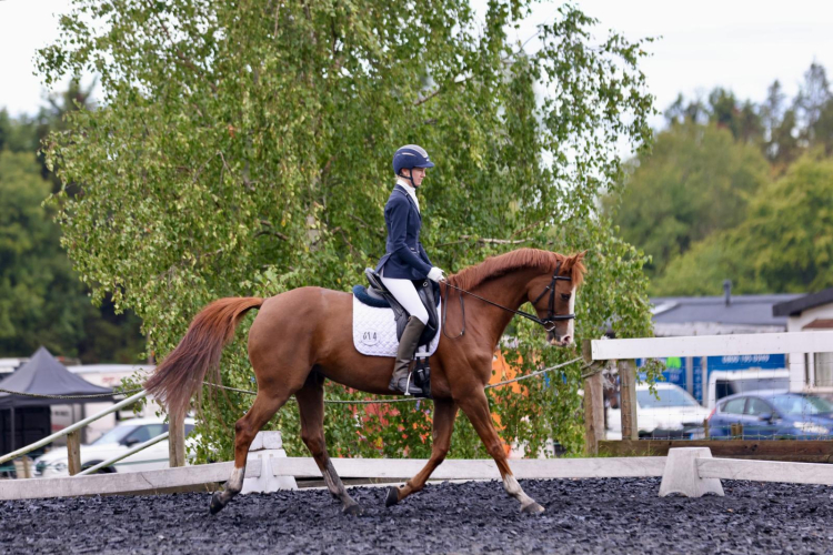 Pretty dressage mare