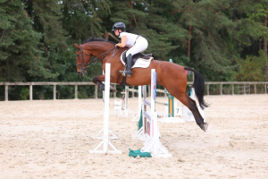 Stunning all round competition horse