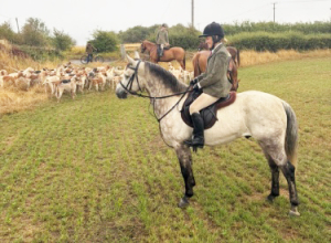 6yo 15.2hh Class 1 Connemara – Serious Hunting  Prospect & All Rounder