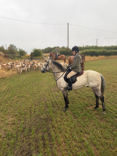 6yo 15.2hh Class 1 Connemara – Serious Hunting  Prospect & All Rounder