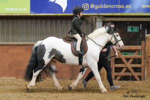 Fantastic allrounder/PC pony