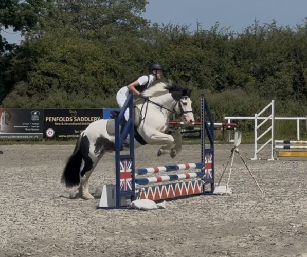 Fantastic allrounder/PC pony