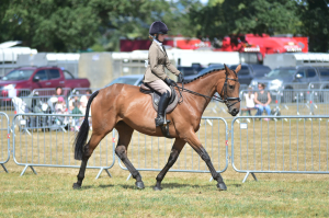 16.2 Bay Mare for Eventing / Allrounder