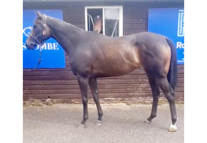 Striking ROR Prospect