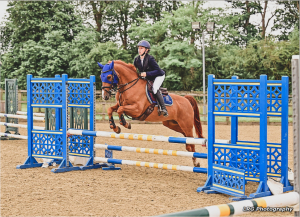 Beautiful chestnut gelding