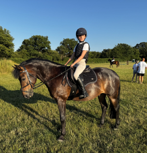 ✨Handsome 14hh New Forest Gelding 14yrs Burnford Dolton ✨
