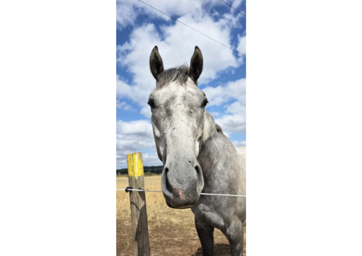 Stunning Grey gelding