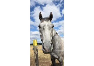 Stunning Grey gelding 