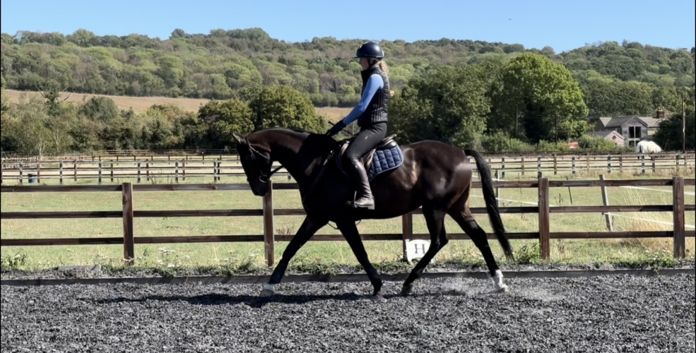 Genuine All Round Competition Horse