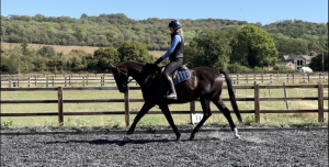 Genuine All Round Competition Horse