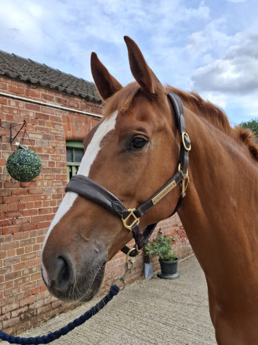 Stunning Hunter/Event horse