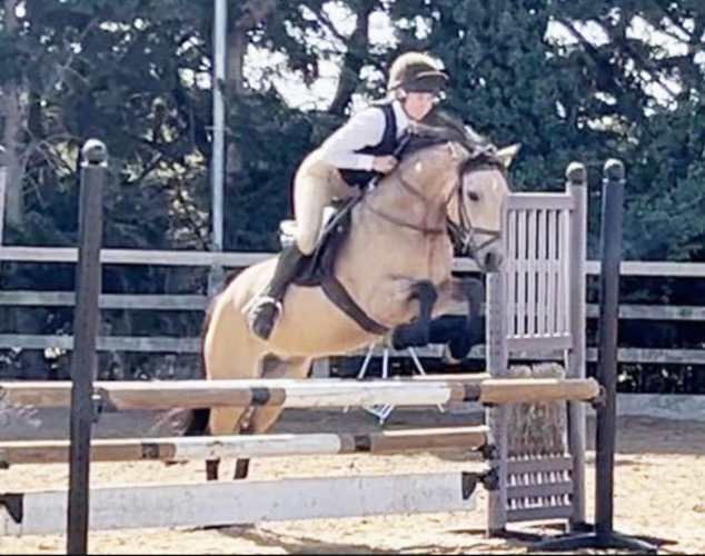 SUPER SMART TOP CLASS WORKING HUNTER/EVENT PONY. WON AND PLACED DRESSAGE, SJ AND WORKING HUNTER.