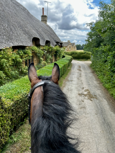 Part time experienced groom